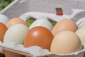 Find Farm Fresh Eggs Near Me: Local &amp; Fresh! | The Conscious Farmer | Sustainable Agriculture for a Healthier Planet