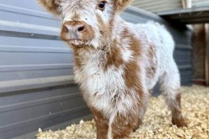Find Local Mini Cow Farms Near Me: [Year] Guide | The Conscious Farmer | Sustainable Agriculture for a Healthier Planet