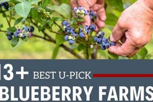 Find: U Pick Blueberry Farm Near Me Now! | The Conscious Farmer | Sustainable Agriculture for a Healthier Planet