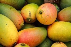 Find Fresh Mango Farms Near Me: U-Pick & More! | The Conscious Farmer | Sustainable Agriculture for a Healthier Planet