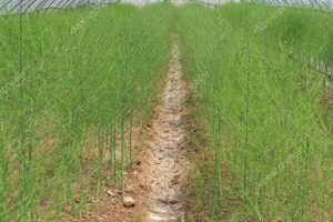Find Asparagus Farms Near Me: Fresh, Local & Now! | The Conscious Farmer | Sustainable Agriculture for a Healthier Planet