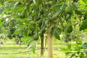 Local Avocado Farming: Find Farms Near Me + Tips! | The Conscious Farmer | Sustainable Agriculture for a Healthier Planet