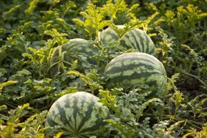 Find: Watermelon Farming Near Me Now + Local Tips! | The Conscious Farmer | Sustainable Agriculture for a Healthier Planet
