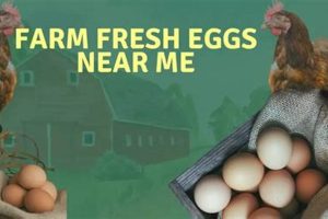 Local Farm Fresh Eggs Near Me: Find the Best! | The Conscious Farmer | Sustainable Agriculture for a Healthier Planet