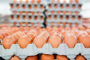 Find Farm Fresh Eggs Near Me: Local Farms &amp; More! | The Conscious Farmer | Sustainable Agriculture for a Healthier Planet
