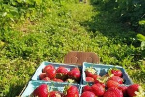 Find: Open Farm Near Me For Family Fun Today! The Conscious Farmer | Sustainable Agriculture for a Healthier Planet Find: Open Farm Near Me For Family Fun Today! | The Conscious Farmer | Sustainable Agriculture for a Healthier Planet