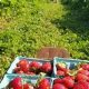Find: Open Farm Near Me For Family Fun Today! | The Conscious Farmer | Sustainable Agriculture for a Healthier Planet