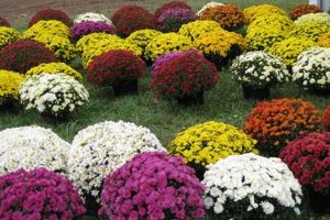 Find a Local Mum Farm Near Me: Blooms & Beauty | The Conscious Farmer | Sustainable Agriculture for a Healthier Planet