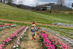 Find: U-Pick Flower Farms Near Me For Local Blooms | The Conscious Farmer | Sustainable Agriculture for a Healthier Planet