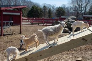 Find Free Farm Animals Near Me: Rescue & Rehome | The Conscious Farmer | Sustainable Agriculture for a Healthier Planet