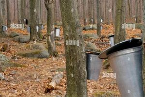 Find: Maple Syrup Farm Near Me - Fresh & Local | The Conscious Farmer | Sustainable Agriculture for a Healthier Planet