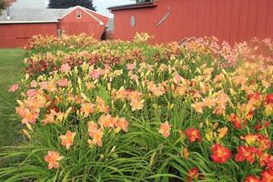 Find Daylily Farms Near Me: Local Blooms &amp; More! | The Conscious Farmer | Sustainable Agriculture for a Healthier Planet