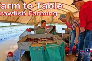 Find Crawfish Farm Near Me: Local & Fresh! | The Conscious Farmer | Sustainable Agriculture for a Healthier Planet