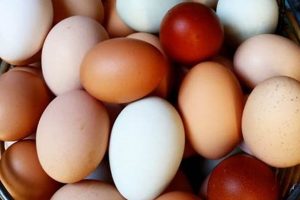Find Fresh & Local: Eggs Farm Near Me Today! | The Conscious Farmer | Sustainable Agriculture for a Healthier Planet