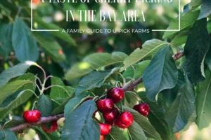 Find a U-Pick Cherry Farm Near Me: Best Local Cherries! | The Conscious Farmer | Sustainable Agriculture for a Healthier Planet