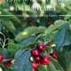 Find a U-Pick Cherry Farm Near Me: Best Local Cherries! | The Conscious Farmer | Sustainable Agriculture for a Healthier Planet