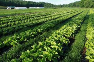 Find Local Organic Farms Near Floyd VA: A Guide | The Conscious Farmer | Sustainable Agriculture for a Healthier Planet