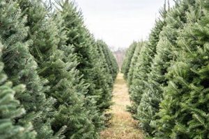 Find a Nearby Cut Your Own Christmas Tree Farm: Tips &amp; Guide | The Conscious Farmer | Sustainable Agriculture for a Healthier Planet