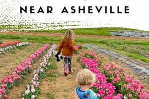 Find a You Pick Flower Farm Near Me: Blooms &amp; Fun! | The Conscious Farmer | Sustainable Agriculture for a Healthier Planet