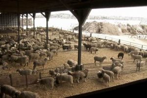 Find: Lamb Farms Near Me - Local, Fresh Lamb | The Conscious Farmer | Sustainable Agriculture for a Healthier Planet