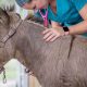 Local Farm Animal Vets Near Me: Find Expert Care Now | The Conscious Farmer | Sustainable Agriculture for a Healthier Planet
