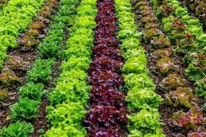 Find Indian Vegetables Farms Near Me: Fresh & Local! | The Conscious Farmer | Sustainable Agriculture for a Healthier Planet