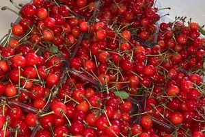 Find a Local U-Pick Cherry Farm Near Me: Tips &amp; More | The Conscious Farmer | Sustainable Agriculture for a Healthier Planet