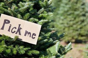 Find U Cut Tree Farms Near Me: [CITY/REGION] Guide | The Conscious Farmer | Sustainable Agriculture for a Healthier Planet