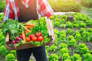 Find: Organic Food Farms Near Me (Local & Fresh!) | The Conscious Farmer | Sustainable Agriculture for a Healthier Planet