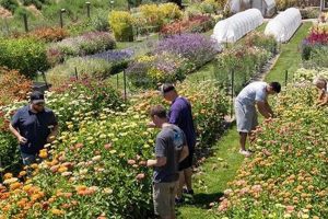 Blooms Await! Pick Your Own Flower Farm Near Me Today | The Conscious Farmer | Sustainable Agriculture for a Healthier Planet