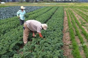 Farm Jobs Near Me: Local Farms Hiring Now [Updated] | The Conscious Farmer | Sustainable Agriculture for a Healthier Planet