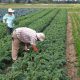 Farm Jobs Near Me: Local Farms Hiring Now [Updated] | The Conscious Farmer | Sustainable Agriculture for a Healthier Planet