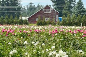 Find Local Flower Farms Near Me: Blooms & Beauty | The Conscious Farmer | Sustainable Agriculture for a Healthier Planet
