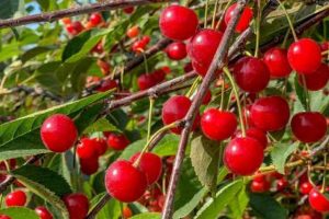 Find U Pick Cherry Farms Near Me: A Local Guide | The Conscious Farmer | Sustainable Agriculture for a Healthier Planet