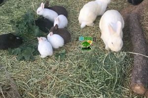 Find: Rabbit Farms Near Me (Local Breeders!) | The Conscious Farmer | Sustainable Agriculture for a Healthier Planet