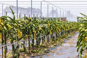 Find a Dragon Fruit Farm Near Me: Tips &amp; More! | The Conscious Farmer | Sustainable Agriculture for a Healthier Planet