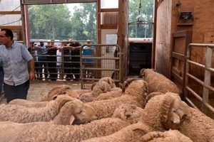 Find Halal Sheep Farm Near Me: Fresh & Local Lamb | The Conscious Farmer | Sustainable Agriculture for a Healthier Planet