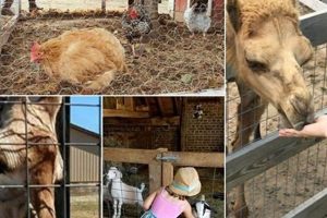 Find: Farms & Petting Zoos Near Me | [City/Region] Fun! | The Conscious Farmer | Sustainable Agriculture for a Healthier Planet