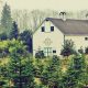 Grow Carnations: Your Premier Carnation Tree Farm Source | The Conscious Farmer | Sustainable Agriculture for a Healthier Planet