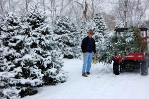 Find Your Perfect Tree: Lexington KY Christmas Tree Farms The Conscious Farmer | Sustainable Agriculture for a Healthier Planet Find Your Perfect Tree: Lexington KY Christmas Tree Farms | The Conscious Farmer | Sustainable Agriculture for a Healthier Planet