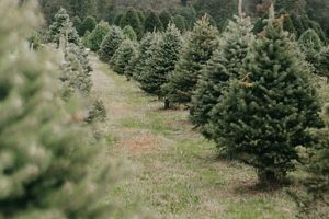 Ohio's Wilcox Tree Farm: Your Perfect Christmas Tree Source | The Conscious Farmer | Sustainable Agriculture for a Healthier Planet