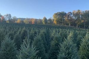 Wyckoff's Christmas Tree Farm LLC: Your Holiday Tradition! | The Conscious Farmer | Sustainable Agriculture for a Healthier Planet
