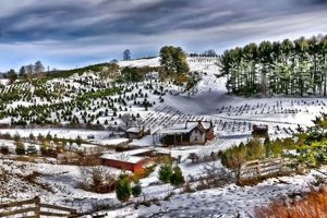 Find Your Tree at Carroll Christmas Tree Farm Near You! | The Conscious Farmer | Sustainable Agriculture for a Healthier Planet