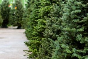 Knoxville Christmas Tree Farm: Find Your Perfect Tree! | The Conscious Farmer | Sustainable Agriculture for a Healthier Planet