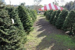 Find Your Perfect Christmas Tree: Farms in San Diego, CA | The Conscious Farmer | Sustainable Agriculture for a Healthier Planet