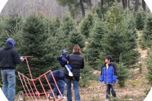 Visit Hartikka Tree Farm Connecticut: Holiday Trees & More | The Conscious Farmer | Sustainable Agriculture for a Healthier Planet