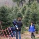 Visit Hartikka Tree Farm Connecticut: Holiday Trees & More | The Conscious Farmer | Sustainable Agriculture for a Healthier Planet