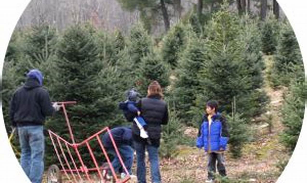 Visit Hartikka Tree Farm Connecticut: Holiday Trees & More | The Conscious Farmer | Sustainable Agriculture for a Healthier Planet