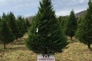 Find Knoxville TN Christmas Tree Farms: Holiday Magic | The Conscious Farmer | Sustainable Agriculture for a Healthier Planet