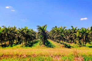 Guide to Palm Tree Farming Success: Tips &amp; Tricks | The Conscious Farmer | Sustainable Agriculture for a Healthier Planet